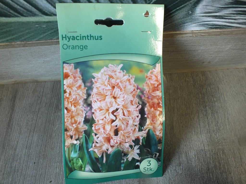 3 Hyacinthus - Hyazinthen orange Blumenzwiebeln - winterharter Pflanzen für Garten und Balkon -mehrjährig - für Topf und Beet