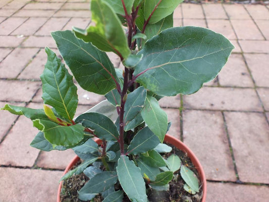 3 kusy pravého vavřínu - Laurus nobilis 40-60 cm