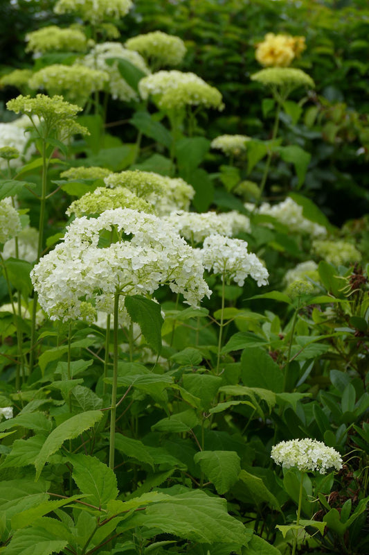 Hydrangea arborescens Annabelle - Ballhortensie - Wald-Hortensie