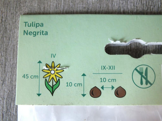 10 cibulí tulipánů Negrita - mrazuvzdorné rostliny do zahrady a na balkon - trvalky - do květináčů a záhonů