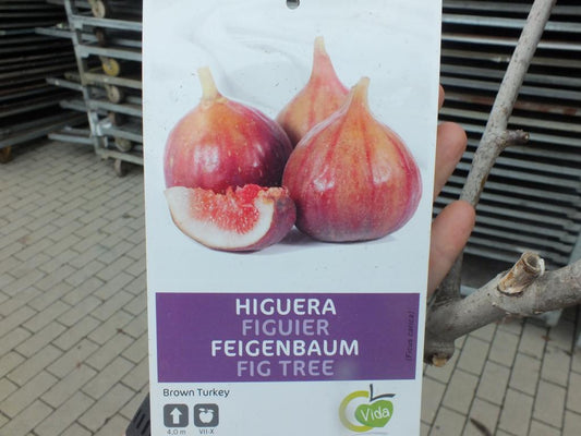 Feige Brown Turkey Baum 160-200 cm - Ficus carica 'Brown Turkey' -kräftiger Stamm - Feigenbaum
