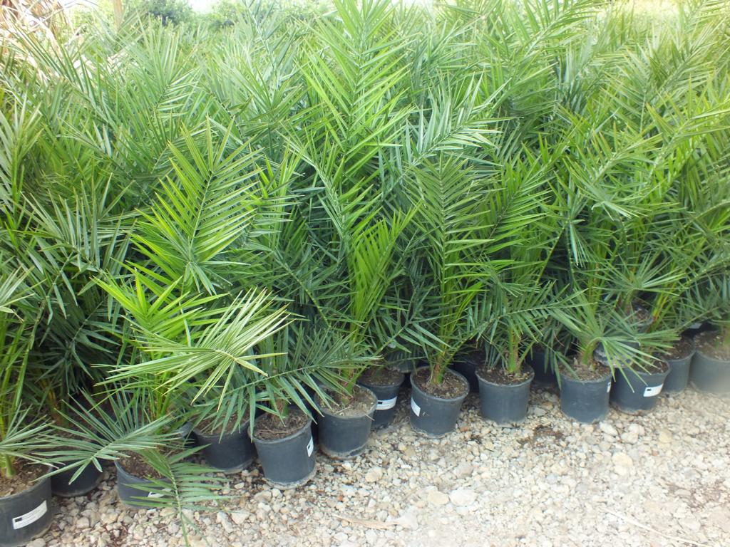 Datlovník kanárský 100-120 cm - Phoenix canariensis - datlovník fénixový