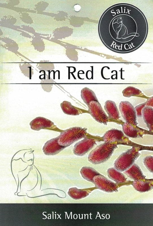 Růžová obří vrba kočička Mount Aso Keř 50-60 cm Růžová obří vrba kočička - Salix gracilistyla 'Mount Aso' - Vrba kočička