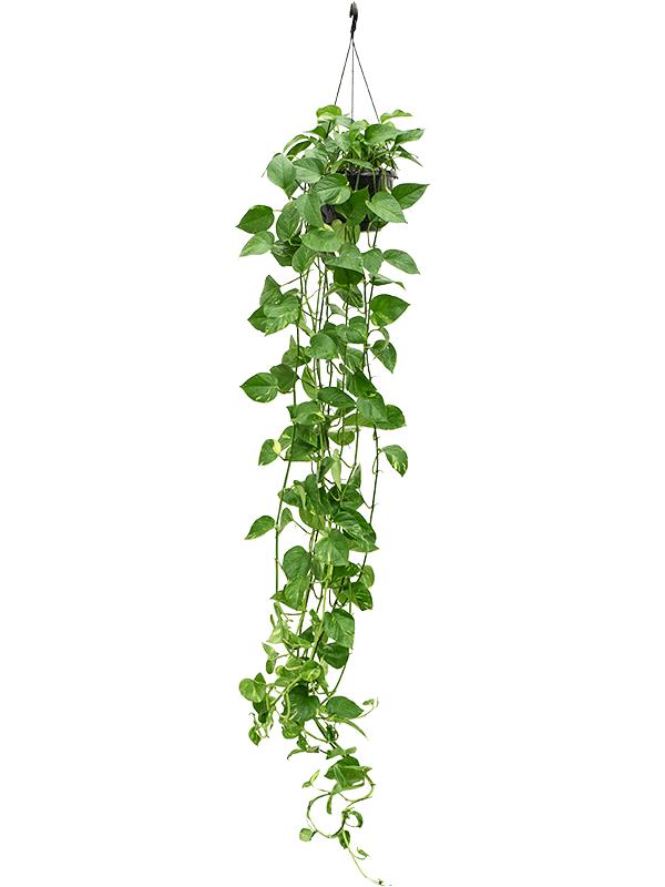 efeutute epipremnum Epipremnum Aureum