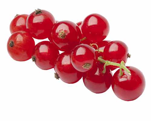 Rote Johannisbeere Ribes r. 'Jonkheer van Tets'