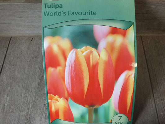 7 x World´s Favourite Tulpenzwiebeln - winterharter Pflanzen für Garten und Balkon -mehrjährig - für Topf und Beet