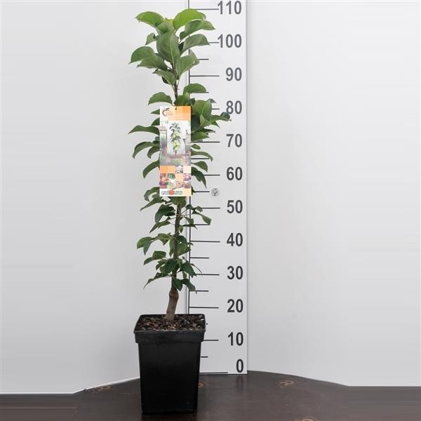 Säulenapfel 'Gold Sensation' ca. 120 cm - Malus domestica 'Gold Sensation'