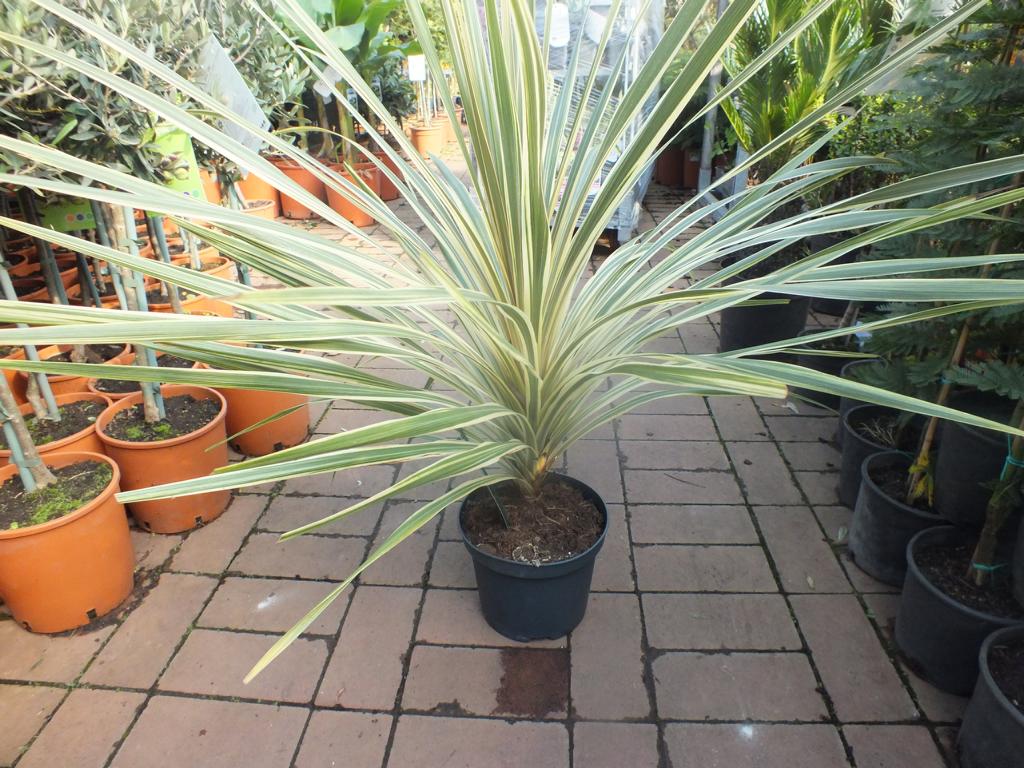 Keulenlilie Dazzler 80-100 cm - Cordyline Torbay Dazzler - winterhart bis -10°C - variegata