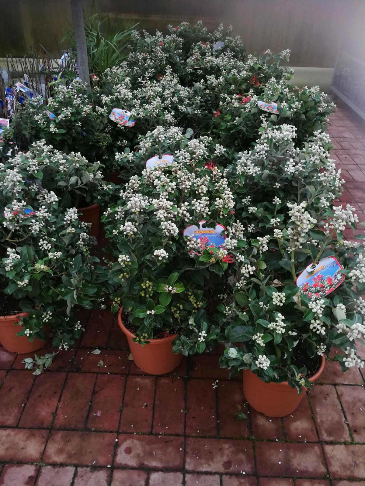 Vzácnost - Metrosideros excelsa Novozélandský vánoční stromek - Železné dřevo