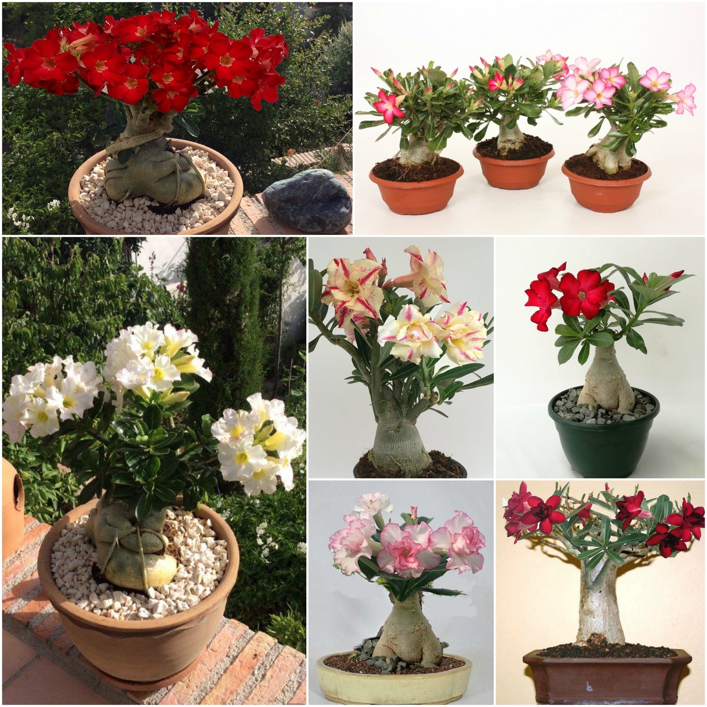 Adenium obesum - Pouštní růže - Květináč 10,5 cm - Výška 25-40 cm Pokojové rostliny
