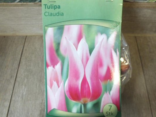 7 x Claudia Tulpenzwiebeln - winterharter Pflanzen für Garten und Balkon -mehrjährig - für Topf und Beet