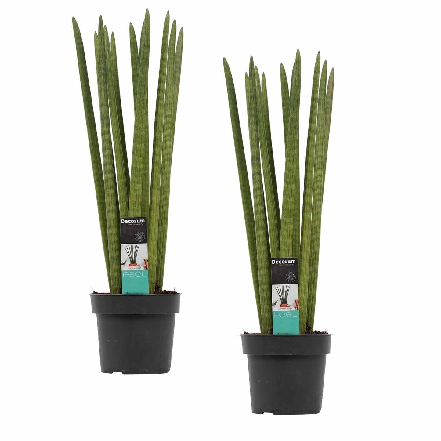 2 Stück Sansevieria Cylindrica Straight ca. 40 cm Bogenhanf Schwiegermutterzunge bessere Raumluft