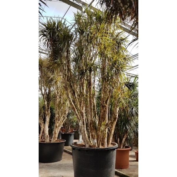 Drachenbaum Dracaena Marginata Zimmerpflanze