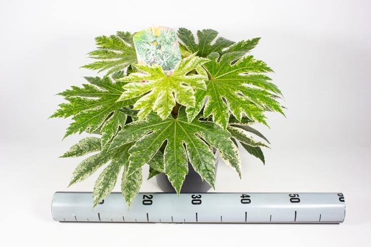 Fatsia japonica Spiderweb - Zimmeraralie - Zimmerpflanze - Grünpflanze