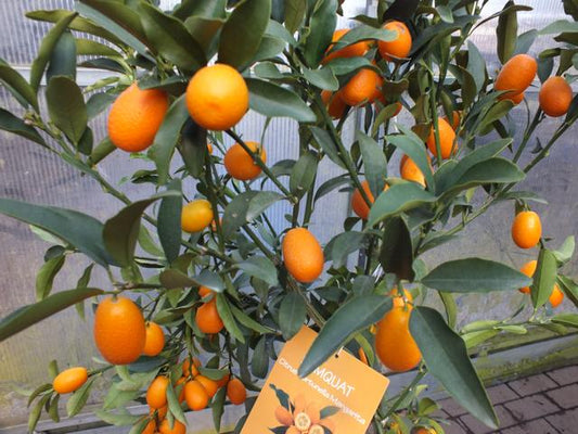 Kumquat mit Frucht 130-160 cm Fortunella margarita Citrus Zitrus Zitruspflanze