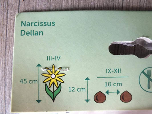 7 Narzissen Dellan Blumenzwiebeln - winterharter Pflanzen für Garten und Balkon -mehrjährig - für Topf und Beet