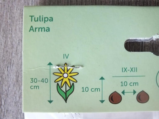 7 x cibule tulipánů Arma - mrazuvzdorné rostliny do zahrady a na balkon - trvalky - do květináčů a záhonů
