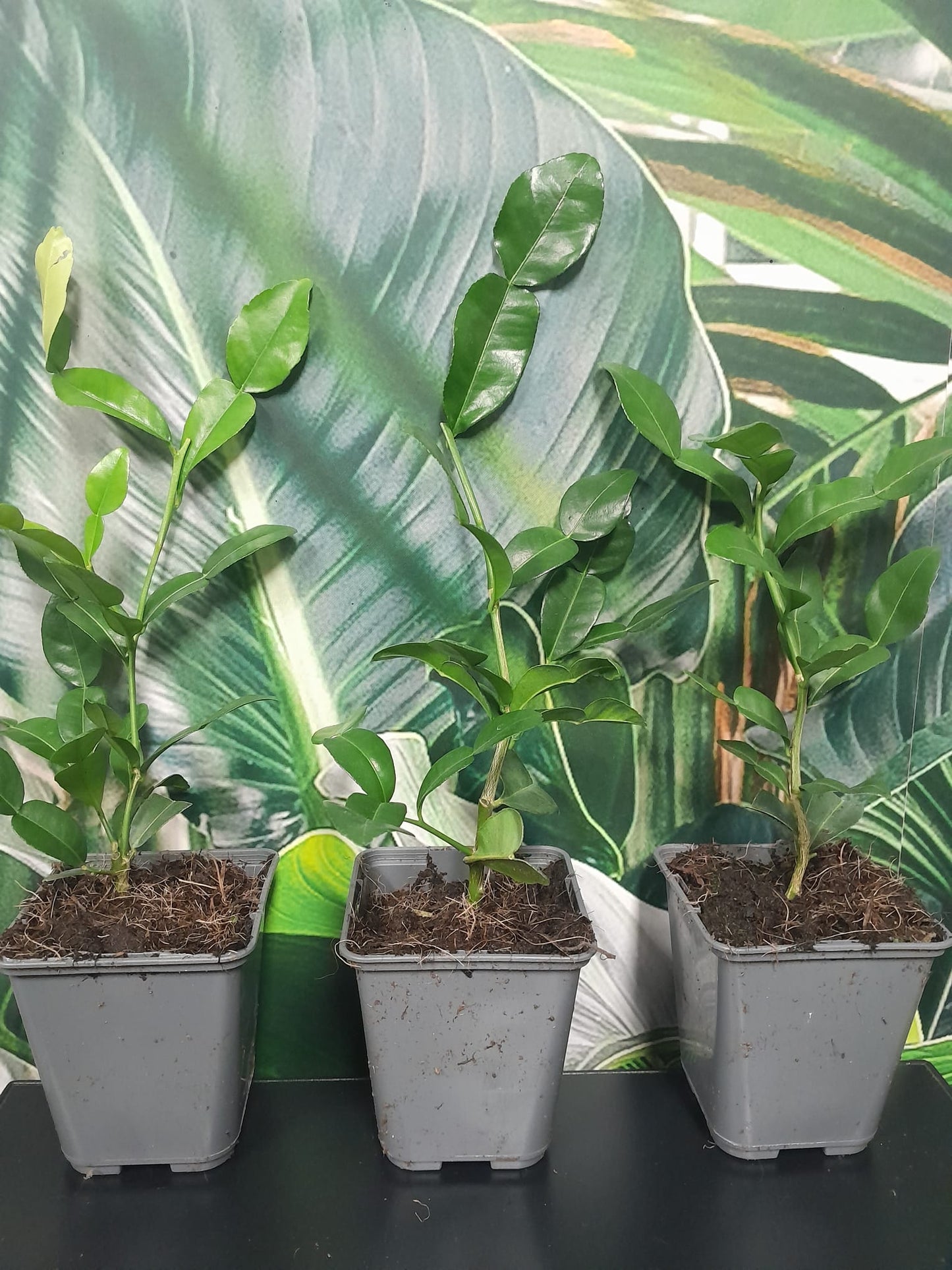 Bio kafrová limetka 30 cm Citrus Hystrix Kafrová limetka Papeda Combava