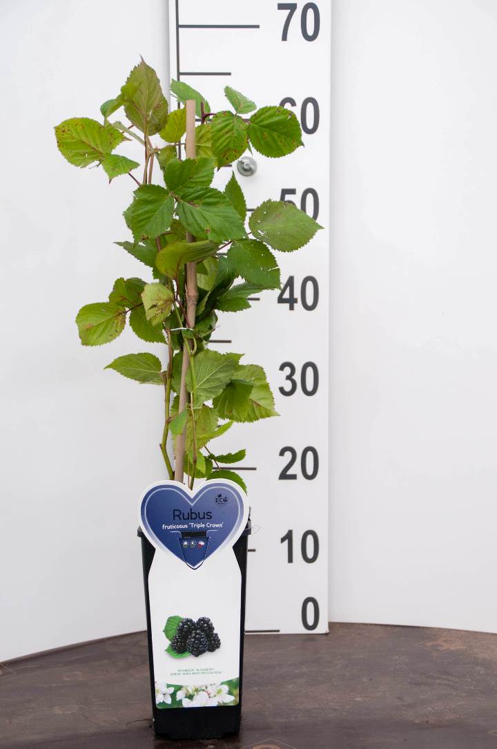 Ostružiník 'Triple Crown' Rubus fruticosus 'Triple Crown' 60-70 cm