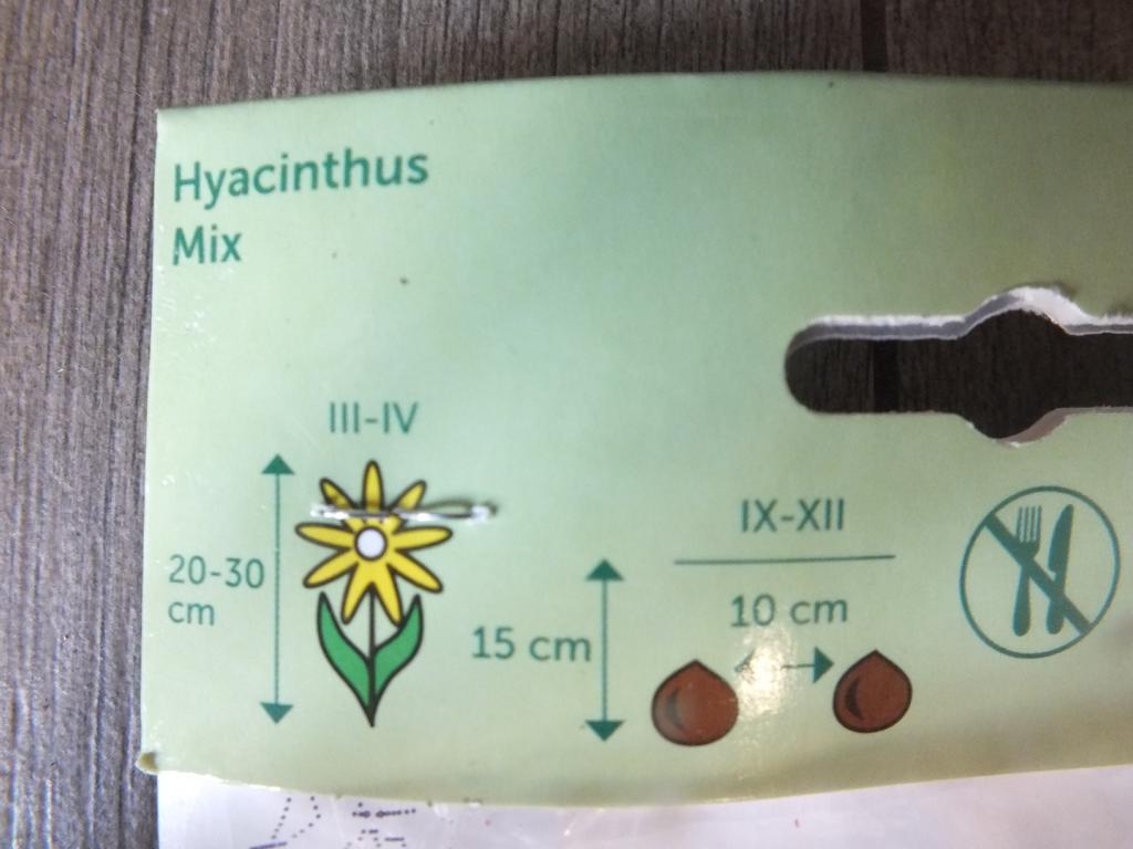 3 hyacinty - cibuloviny hyacintů - mrazuvzdorné rostliny do zahrady a na balkon - trvalky - do květináčů a záhonů