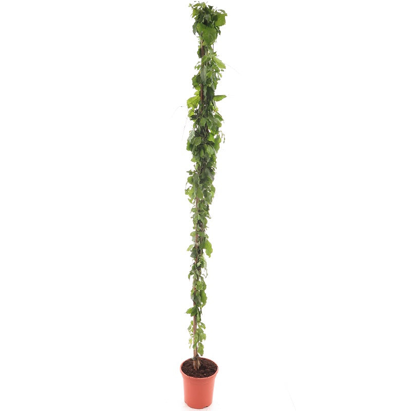 Passiflora edulis  180-200 cm Passionsfrucht Maracuja starkwachsende Kletterpflanze mit immergrünem Laub