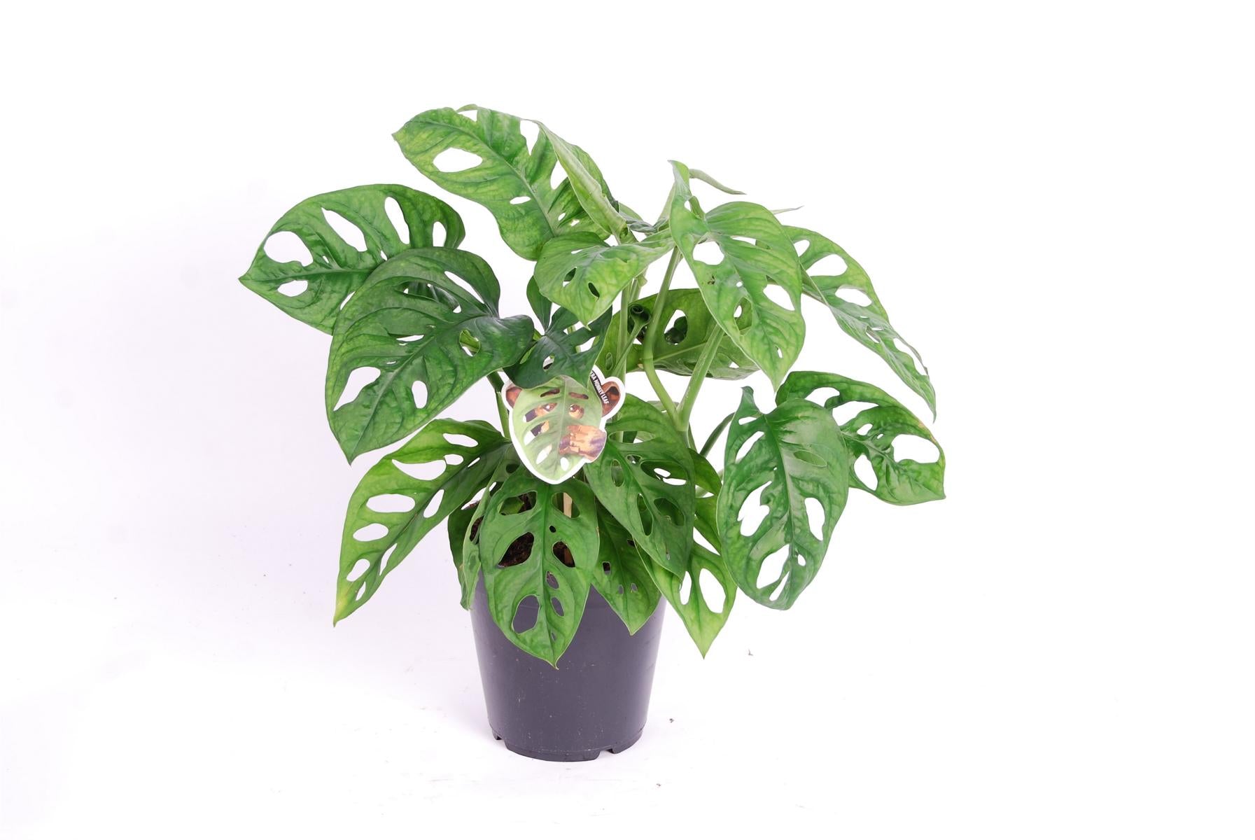 Monstera obliqua Monkey Leaf - MONSTERA MONKEY MASK - Fensterblatt