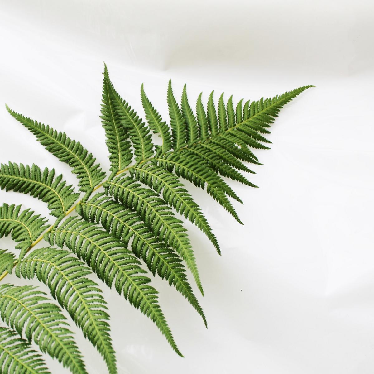 Baumfarn Dicksonia antarktica - Ein Relikt aus der Urzeit