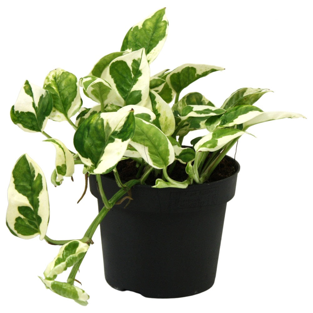 Epipremnum N'joy Topf Ø 12 / Höhe ca. 20 cm- Efeutute Rankpflanze Pflegeleicht Hängepflanze Zimmerpflanze