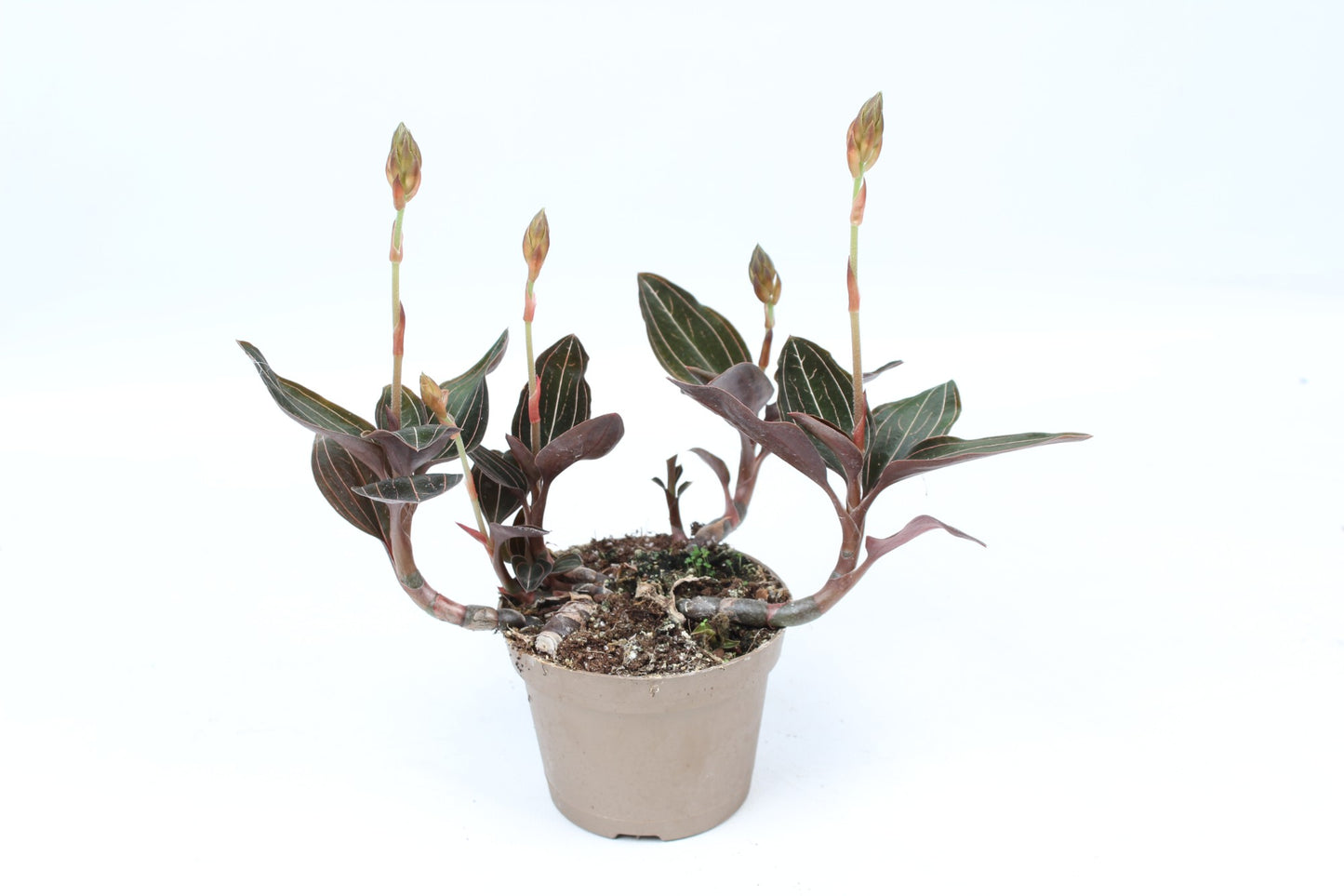 Juwelorchidee 20 cm Ludisia discolor Erdorchidee