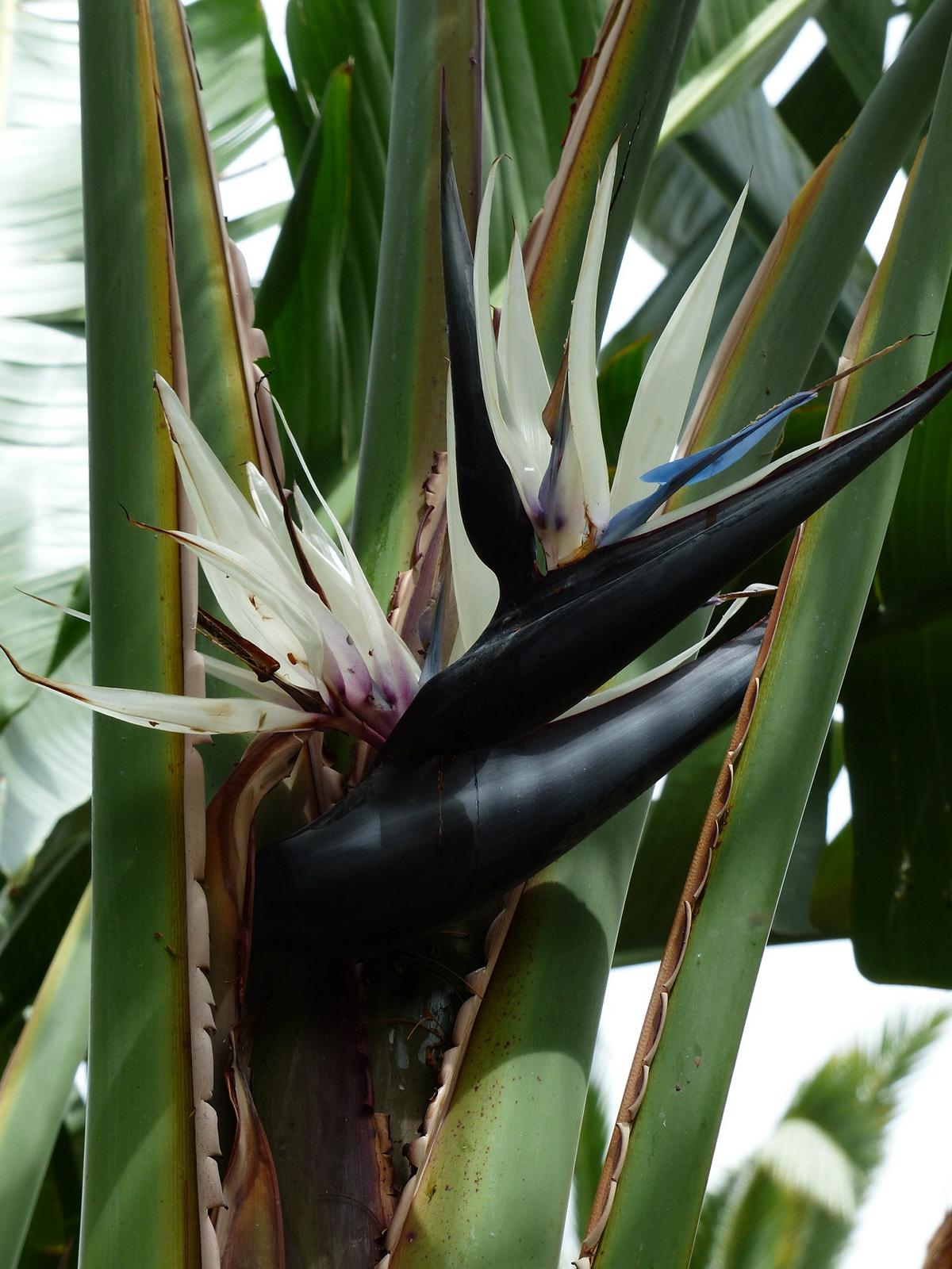 Strelitzia nicolai - Strelitzia - Rajský pták