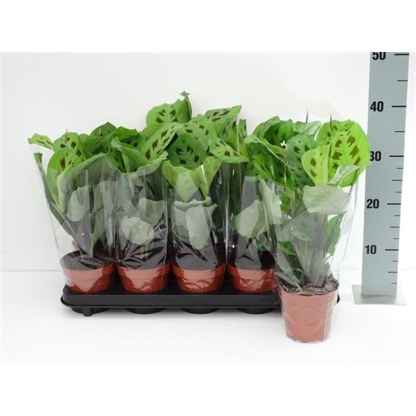 Maranta leuconeura Kerchoveana" 30 cm GRÜNE Korbmarante - Marante - Pfeilwurz