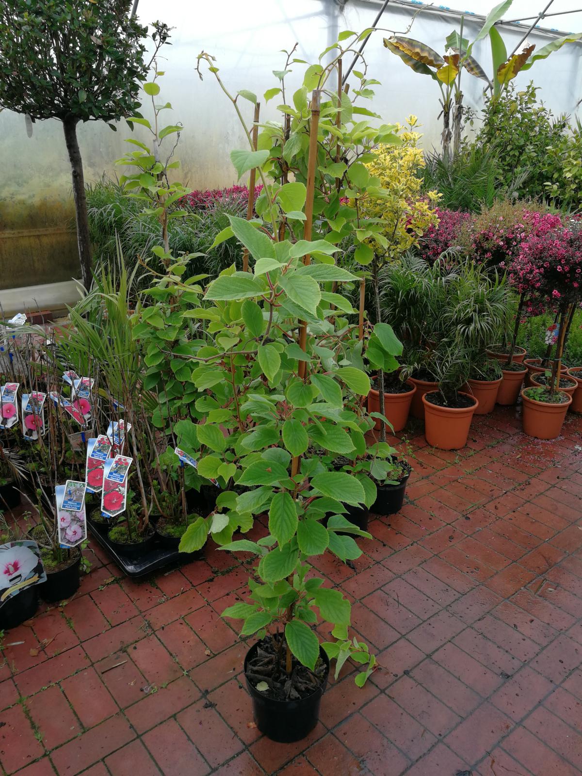 Kiwi Jenny ca 180 cm - Actinidia chinensis 'Jenny' - selbstfruchtend/selbstbefruchtend / VERSANDKOSTENFREI