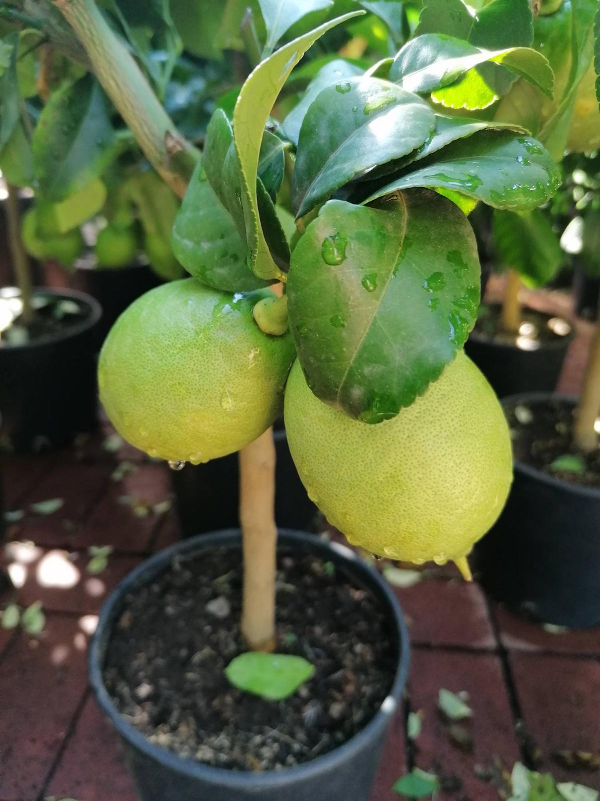 Vier-Jahreszeiten-Zitrone 80-100 cm Citrus limon 'Lunario' Zitrone  Zitrone Zitronenbäumchen