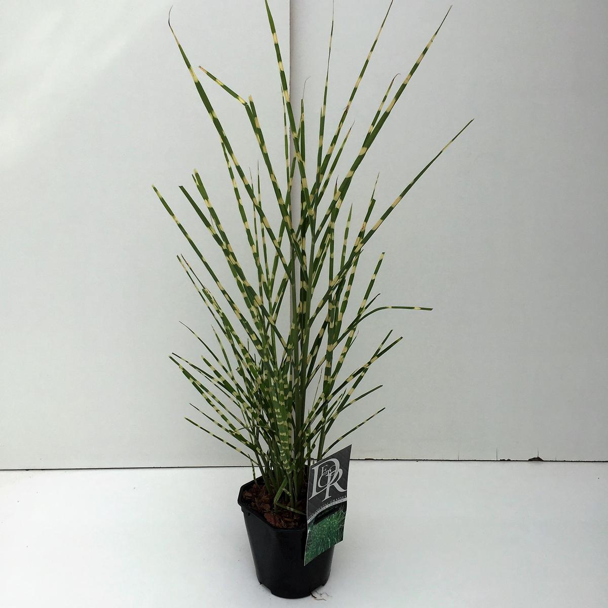 Miscanthussinensis Strictus 30-50 cm Stachelschweingras Zebraschilf