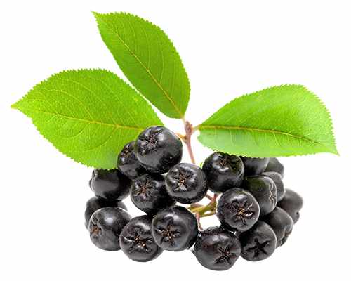 Apfelbeere - Aronia prunifolia 'Viking'