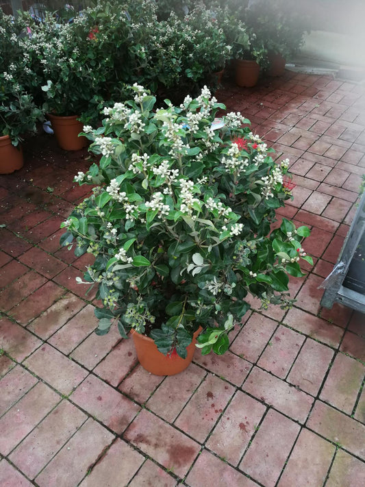 Vzácnost - Metrosideros excelsa Novozélandský vánoční stromek - Železné dřevo