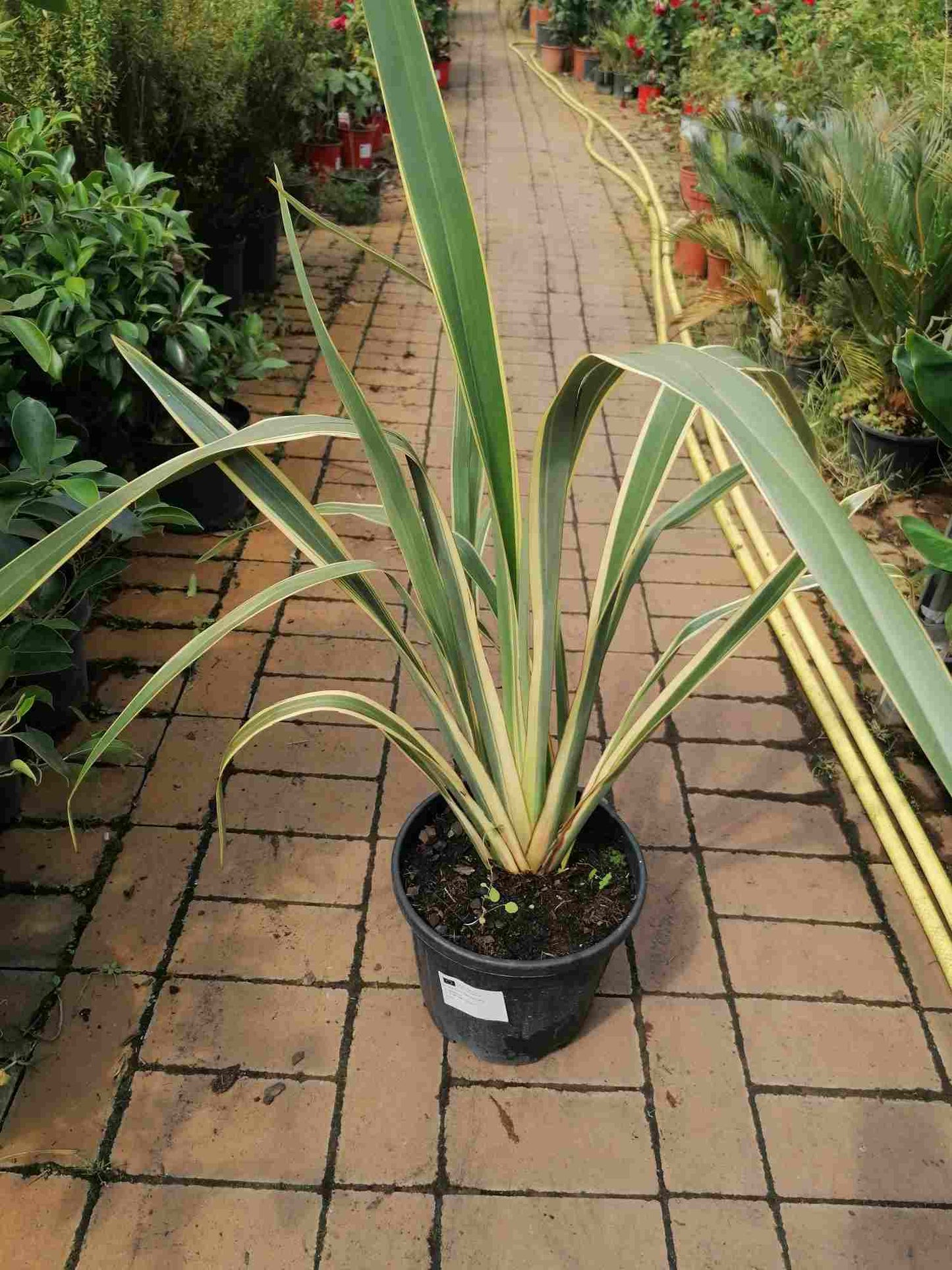 Phormium tenax Variegatum 80-100 cm - len novozélandský / panašovaný - neobvyklý zeleno-bílý barevný přechod na listech