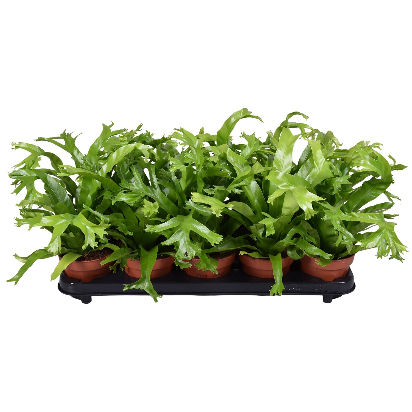 Asplenium nidus Crissie Květináč 12 cm Ø Kapradina Ptačí hnízdo - Čistička vzduchu pokojová rostlina - Zelená rostlina