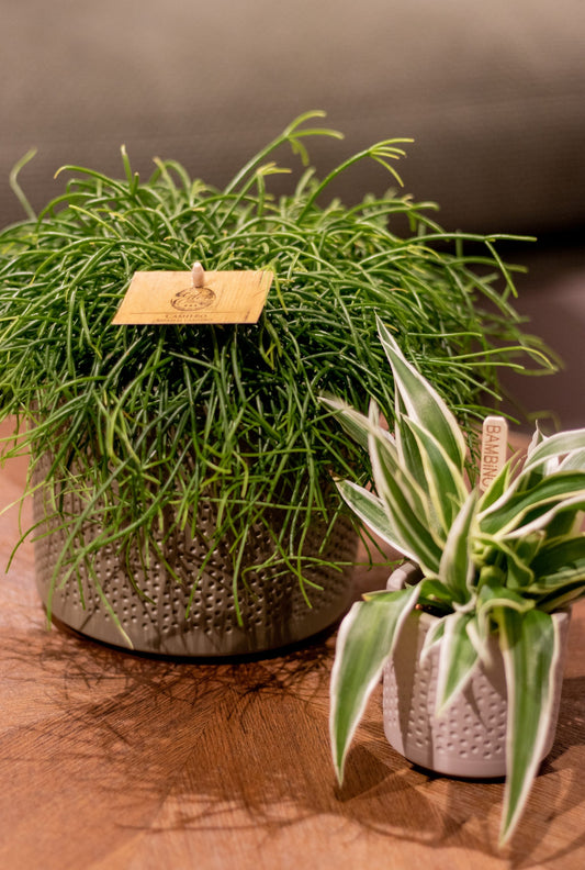 Rhipsalis capilliformis Výška cca. 15 cm, průměr květináče 10,5 cm - Rustikální kaktus - Korálový kaktus - nenáročná pokojová rostlina