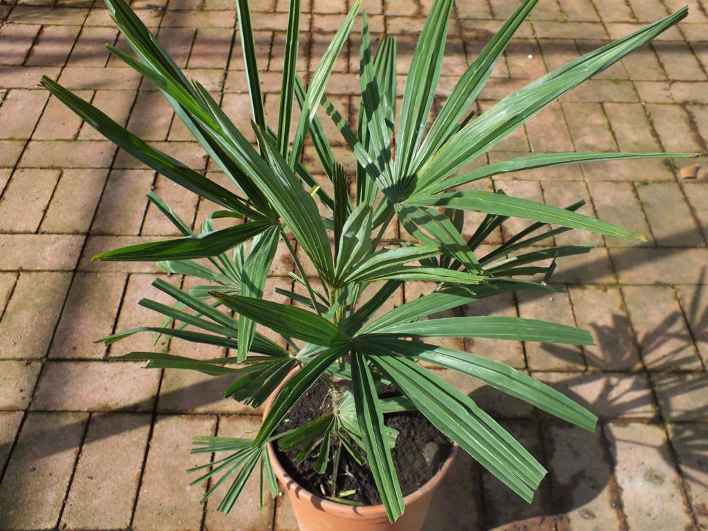 Speciální nabídka Čínská konopná palma 80-100 cm Trachycarpus fortunei