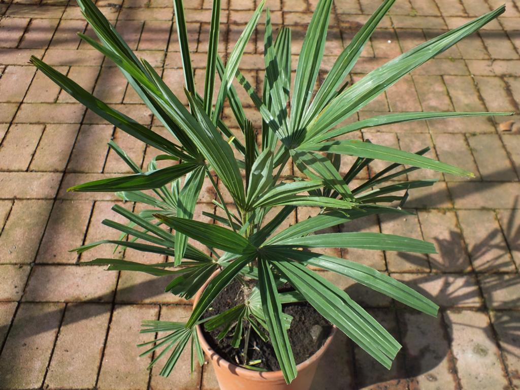 Sonderposten Chinesische Hanfpalme 80-100 cm  Trachycarpus fortunei