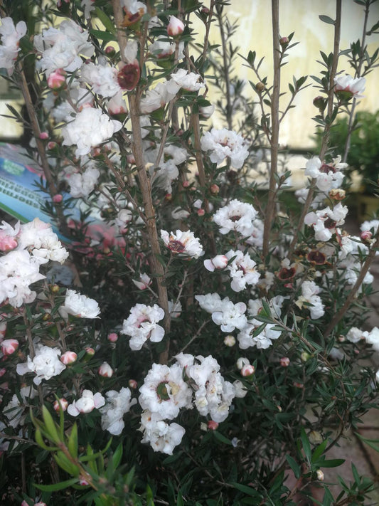 Myrta z jižního moře 60-70 cm bílý stonek Leptospermum scoparium - Manuka