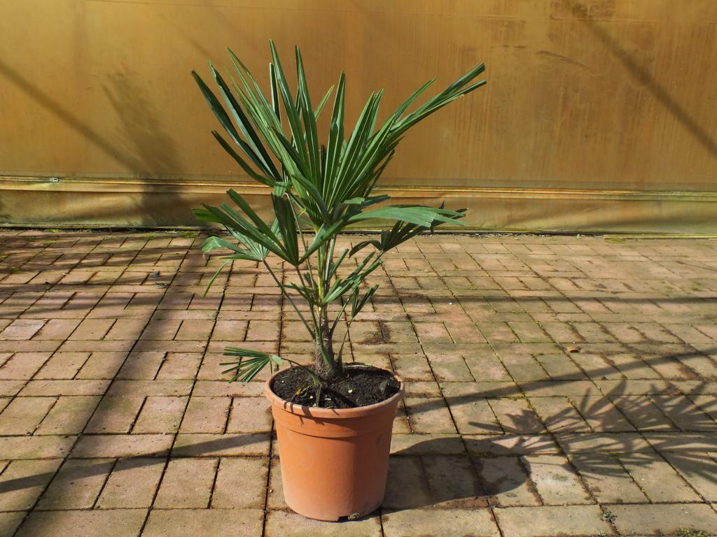 Sonderposten Chinesische Hanfpalme 80-100 cm  Trachycarpus fortunei