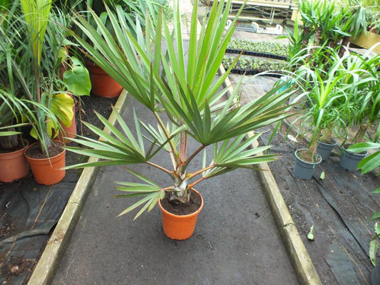Latania lontaroides cca. 100 cm - Red Latania Palm - Fan Palm - Listová rostlina
