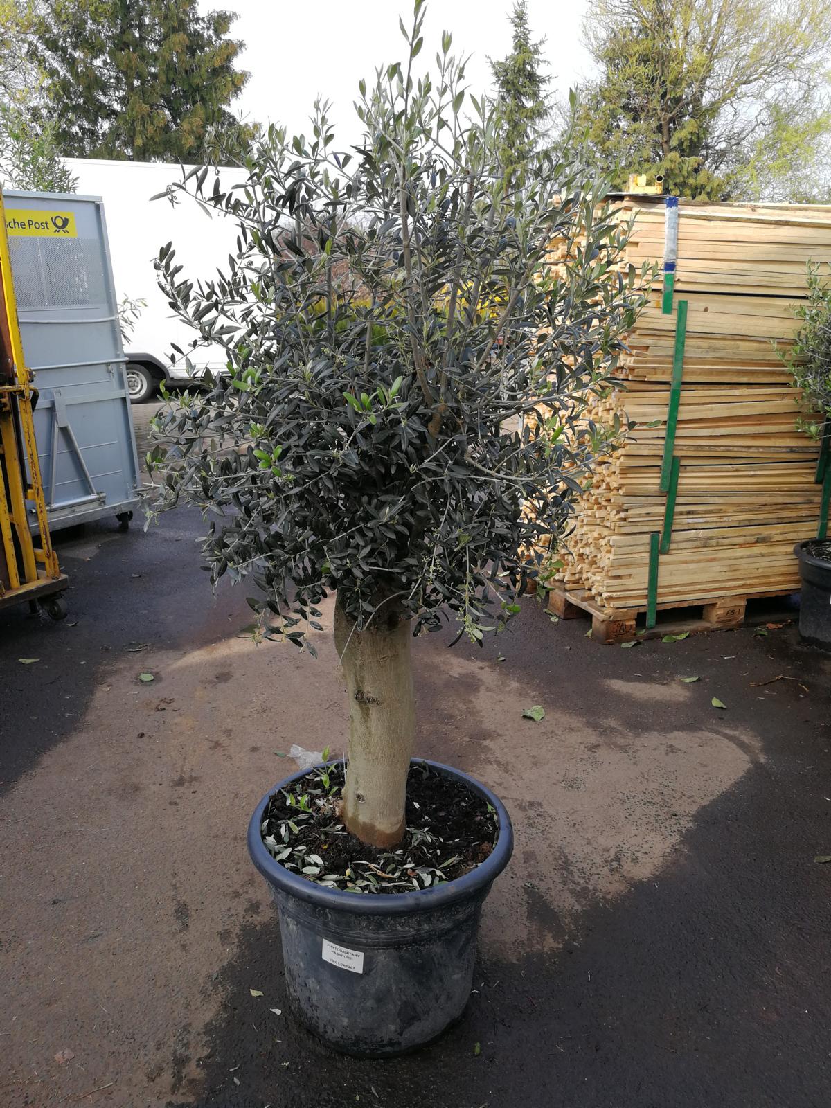 XXL Olivenbaum 25-30 Jahre alt - Olea Europea Hochstamm 160 cm Stammumfang 20 cm