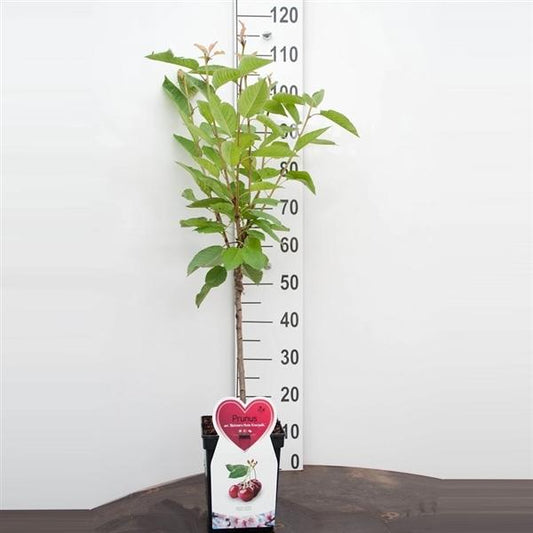 Prunus Schneiders Späte Knorpelkirsche Süßkirsche