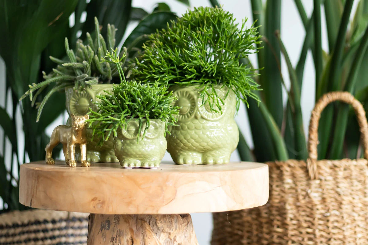 Rhipsalis Cassutha - Binsenkaktus - Korallenkaktus - pflegeleichte Zimmerpflanze