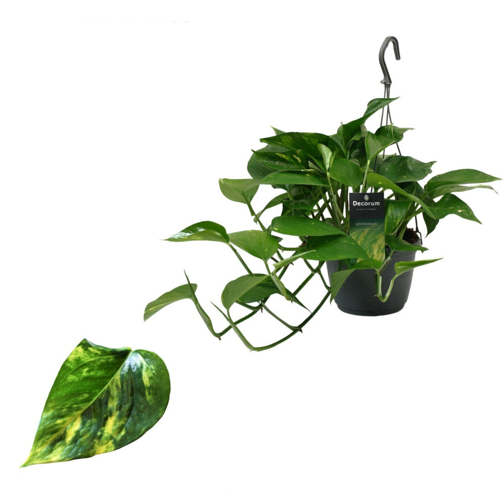 Epipremnum Aureum - Efeutute Ampel 40-44 cm lange Ranken Rankpflanze Pflegeleicht Hängepflanze Zimmerpflanze