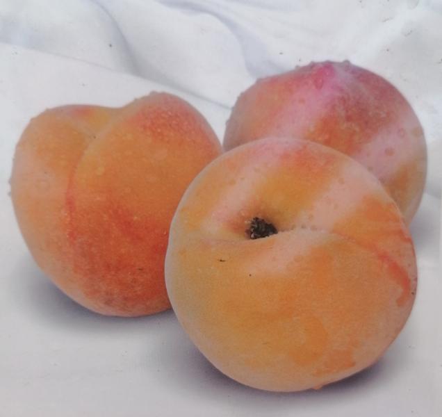 Prunus persica Sudanell 170-200 cm / Stamm 80-100 cm - gelber Pfirsich - Obstbaum