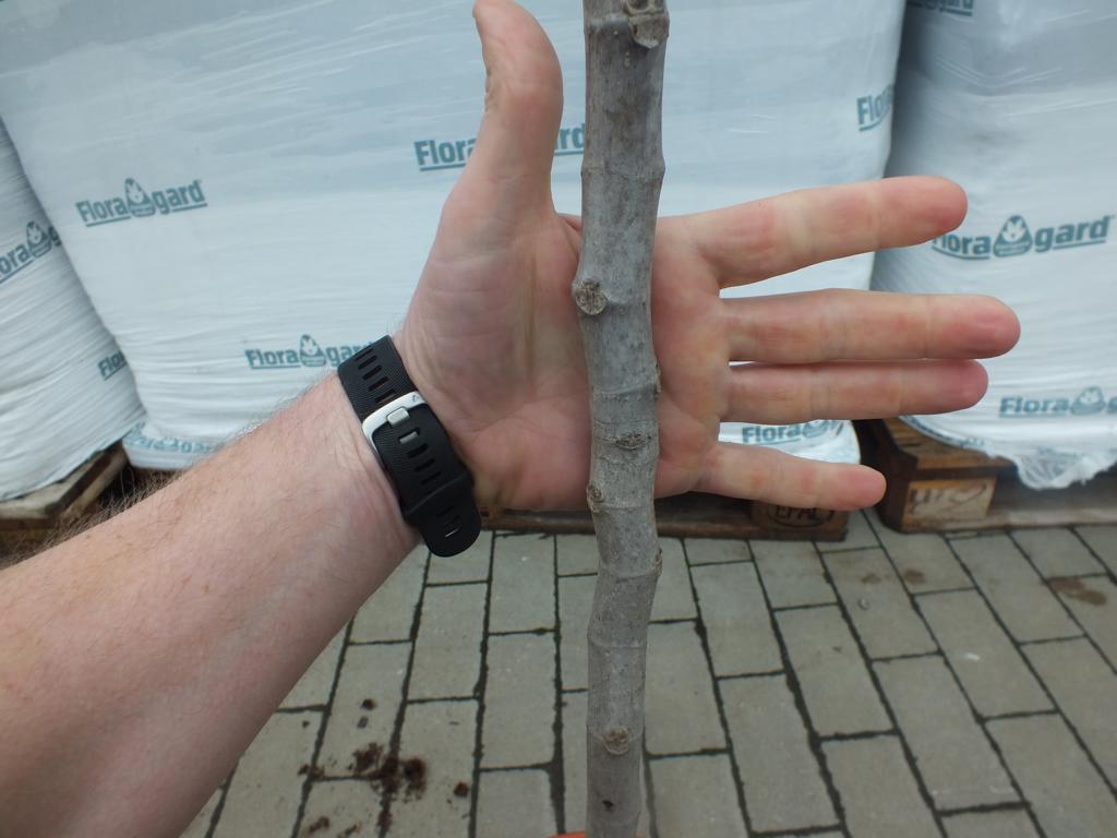 Feige Cuello Dama Blanca Baum 160-180 cm - Ficus carica - Helle Feige -kräftiger Stamm - Feigenbaum